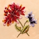 Embriodery Digitizing